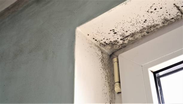 Best Crawl Space Mold Remediation  in Conestee, SC