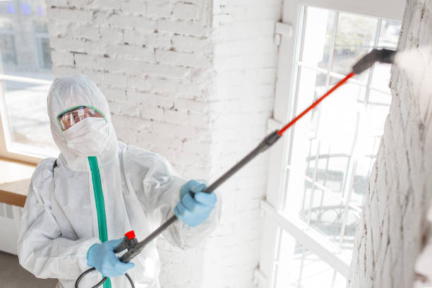 Best Mold Odor Removal Services  in Conestee, SC