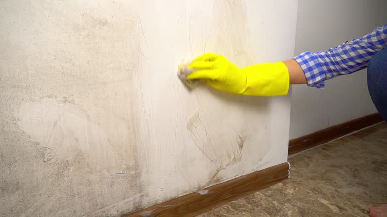 Best Black Mold Removal  in Conestee, SC