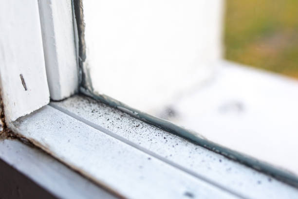 Best Comprehensive Air Testing for Mold Contaminants  in Conestee, SC