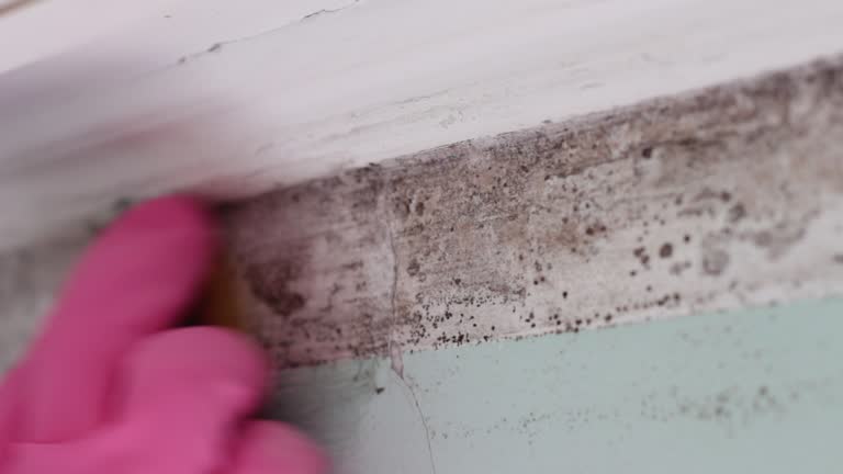 Reliable Conestee, SC Mold Removal Solutions